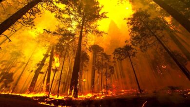Forest Fire